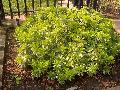 Dwarf Variegated Pittosporum / Pittosporum tobira 